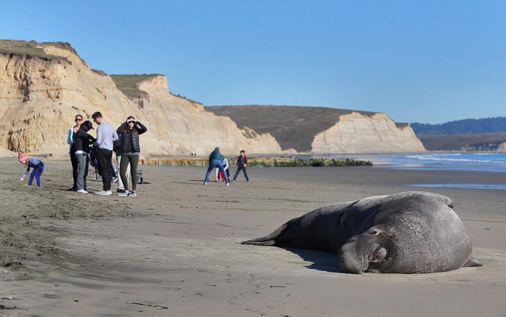 An elephant seal basks in the sun, while visitors enjoy Drakes Beach, at Point Reyes National Seashore on Wednesday, January 2, 2019. (Christopher Chung/ The Press Democrat)