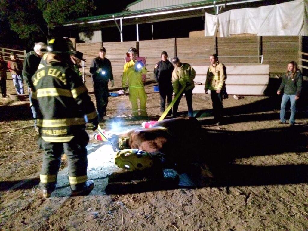 In the first rescue by a large-animal emergency program created by Julie Atwood, responders assist horse, Buzzy, who was unable to stand or move. (Julie Atwood)