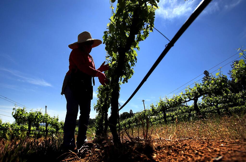 Lupe Alvarez pulls sucker vines from grape vines at Boatique Winery in Kelseyville, Friday, May 13, 2016. (Kent Porter / Press Democrat)