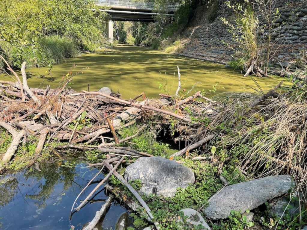 A dam built by beavers is preserving a small pool of water on Sonoma Creek near Sonoma Ecology Center headquarters at Eldridge. (Sonoma Ecology Center)