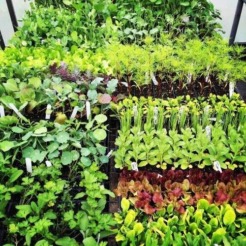 It's time to plant your herb or vegetable garden.