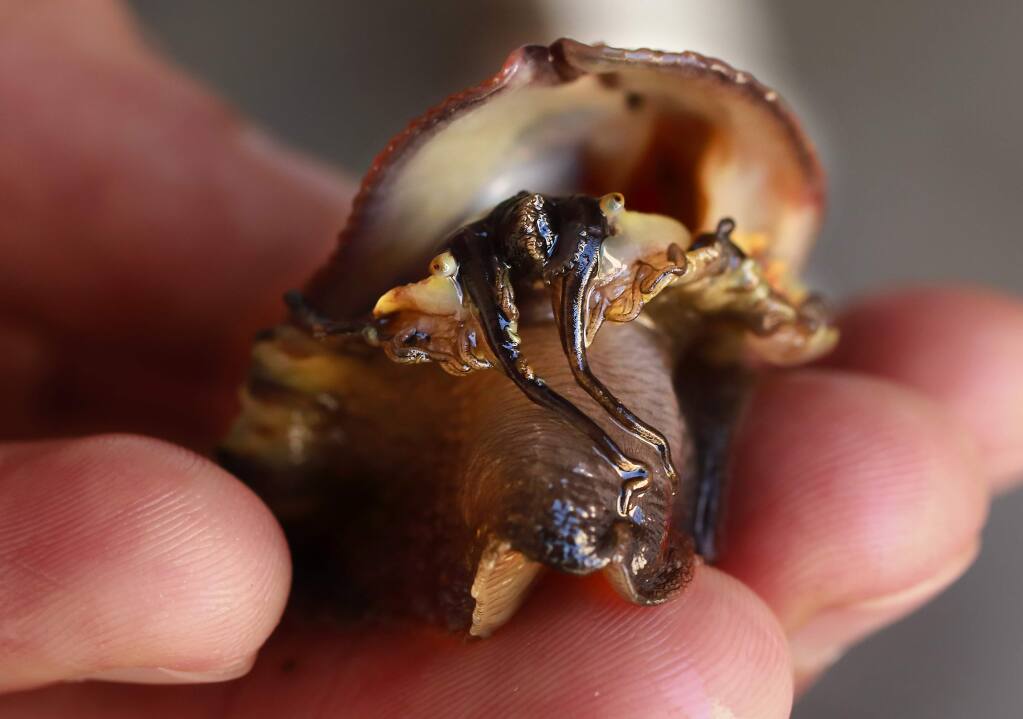 A 1 year-old red abalone grown and studied at the Bodega Marine Labs in Bodega Bay. (John Burgess/The Press Democrat)