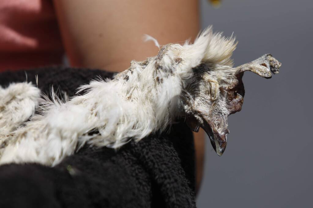 Amanda Ruberg cradles a dead chicken she says was found inside Weber Family Farms by members of Direct Action Everywhere, an animal rights network, on Tuesday, May 29, 2018 in Petaluma, California . (BETH SCHLANKER/The Press Democrat)