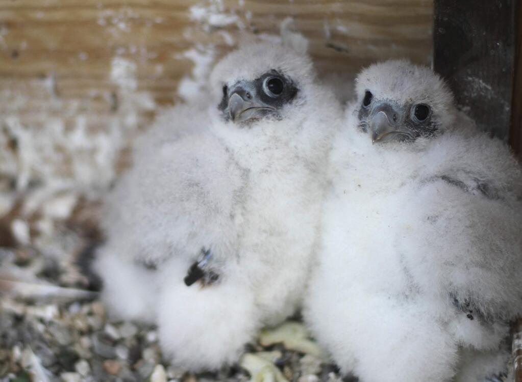 In this May 17, 2018 photo provided by Mary Malec are two peregrine falcon chicks in the Campanile bell tower on the University of California, Berkeley campus in Berkeley, Calif. University officials are asking for help naming three fluffy peregrine falcon chicks that hatched last month in the bell tower. The San Francisco Chronicle reports a woman named Bunny suggested by Twitter naming the two males and one female Fluffy, Cottonball and Marshmallow. (Mary Malec via AP)