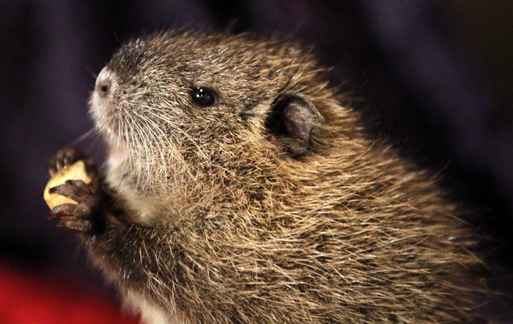 FILE - In this Feb. 2, 2011, file photo, T-Boy, a 6-week-old nutria, comes out of his hole at the Audubon Zoo in New Orleans. (AP Photo/Gerald Herbert, File)