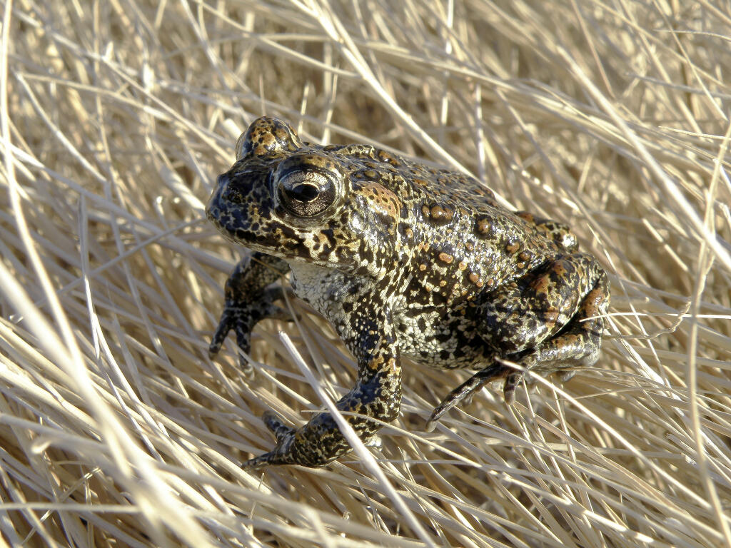 FILE - In this image provided by the Nevada Department of Wildlife, a Dixie Valley toad sits atop grass in Dixie Valley, Nev., on April 6, 2009. The developer of a geothermal power plant planned in Nevada says it intends to sue U.S wildlife officials to try to overturn the endangered species listing of a toad that lives in adjacent wetlands. The move could end up pitting two Biden administration agencies against each other in one of a series of legal battles over President Joe Biden's efforts to combat climate change with so-called "green energy" projects. (Matt Maples/Nevada Department of Wildlife via AP, File)
