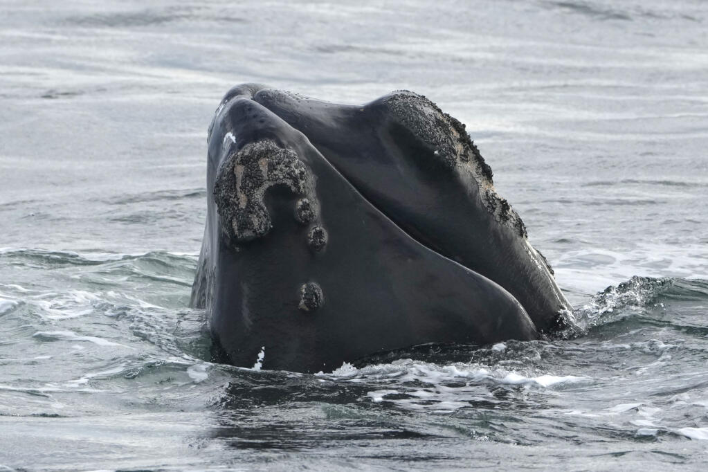 A North Atlantic right whale surfaces on Cape Cod Bay in Massachusetts, Monday, March 27, 2023. The drive to protect vanishing whales has brought profound impacts to marine industries, and those changes are accelerating as the Endangered Species Act approaches its 50th anniversary. (AP Photo/Robert F. Bukaty, NOAA permit # 21371)