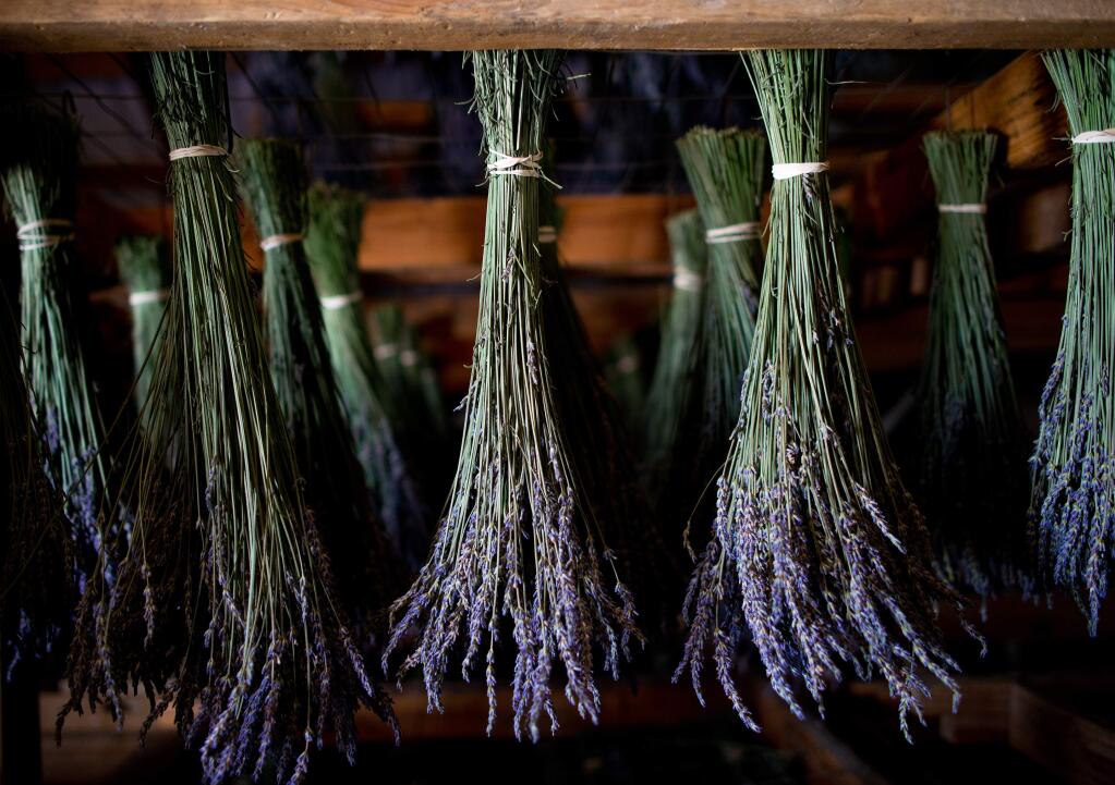 Bunches of lavender are hung to dry in the Matanzas Creek Winery Lavender Barn during Days of Wine and Lavender at Matanzas Creek Winery in 2013. (Alvin Jornada / For The Press Democrat)