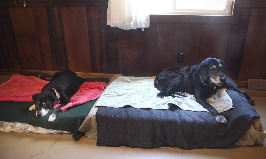 Petaluma, CA, USA. Tuesday, May 21, 2019._ Lily's Legacy, a sanctuary for senior dogs in East Petaluma, celebrated its 10 year anniversary this year. The dogs, with various situations and breeds,are older dogs that hope to be adopted. (left) 10-year old Spot who is looking for a new family sits with Henry who is more than 11-years-old.(CRISSY PASCUAL/ARGUS-COURIER STAFF)
