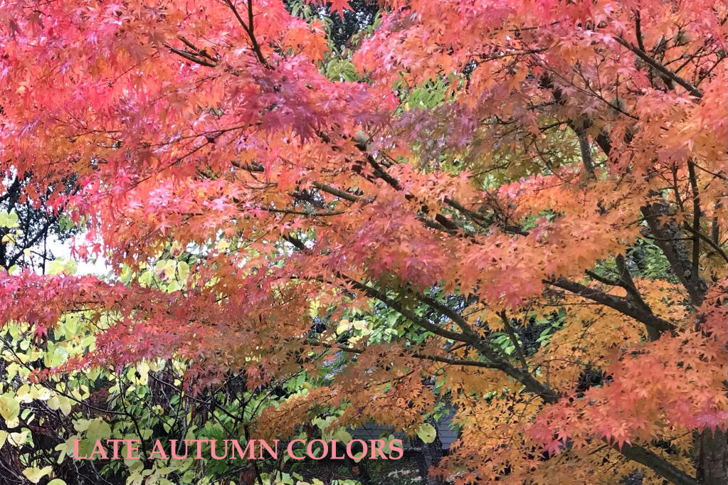 The foliage of many deciduous trees and shrubs glows in the cool breeze with late autumn colors, steadily dropping leaves. One such tree is the Red maple  (Acer sp.).