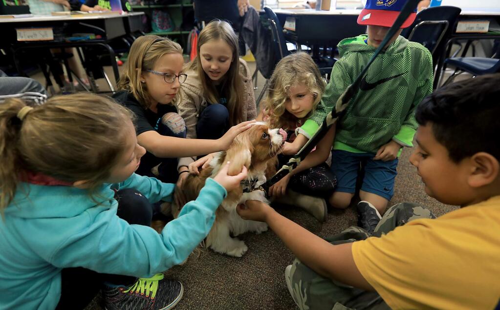 Mick is surrounded by teacher Susan Gonyo's third graders, from left, Charlotte Rossini, Reagan Birk, Sierra Reis and Dylan Whittemore during a therapy dog session at San Miguel Elementary School in Larkfield, Tuesday Nov. 7, 2017. The kids are from Riebli Elementary School which is shut down because of the Tubbs fire. (Kent Porter / The Press Democrat) 2017