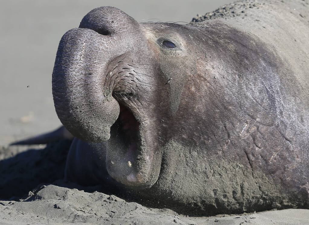 An elephant seal, Wednesday Dec. 31, 2014 at Drakes Beach at the Point Reyes National Seashore. (Kent Porter / Press Democrat) 2014