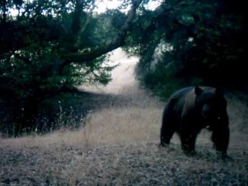 A black bear caught on camera at Sugarloaf Ridge State Park in Santa Rosa.