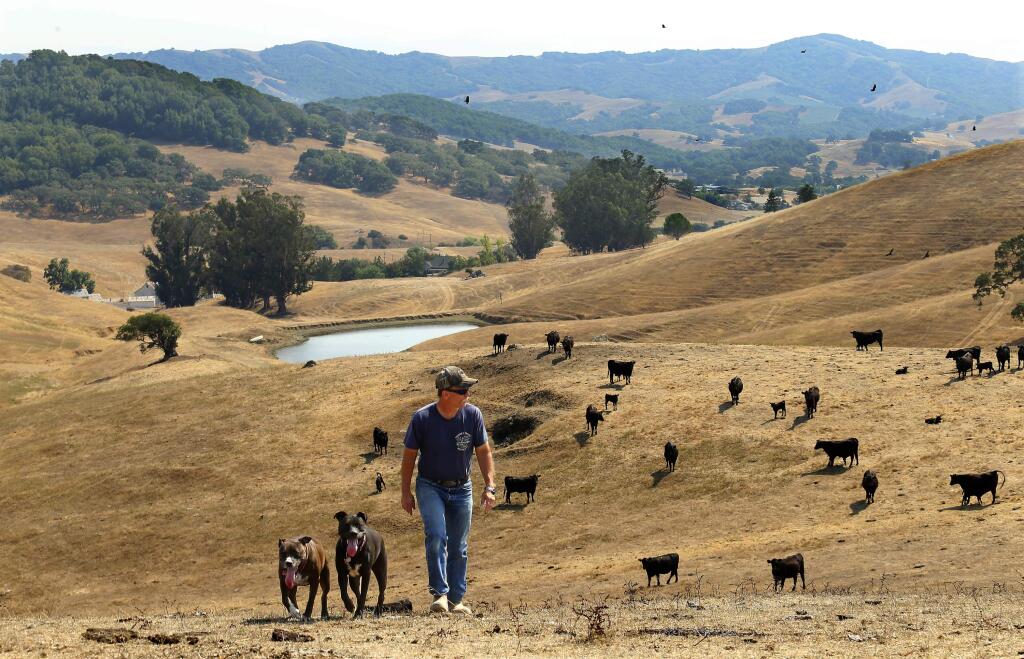 Mark Glen walks on his 230-acre Glenn Ranch just a few miles east of Petaluma. The property is a potential Open Space District acquisition. (JOHN BURGESS / The Press Democrat)