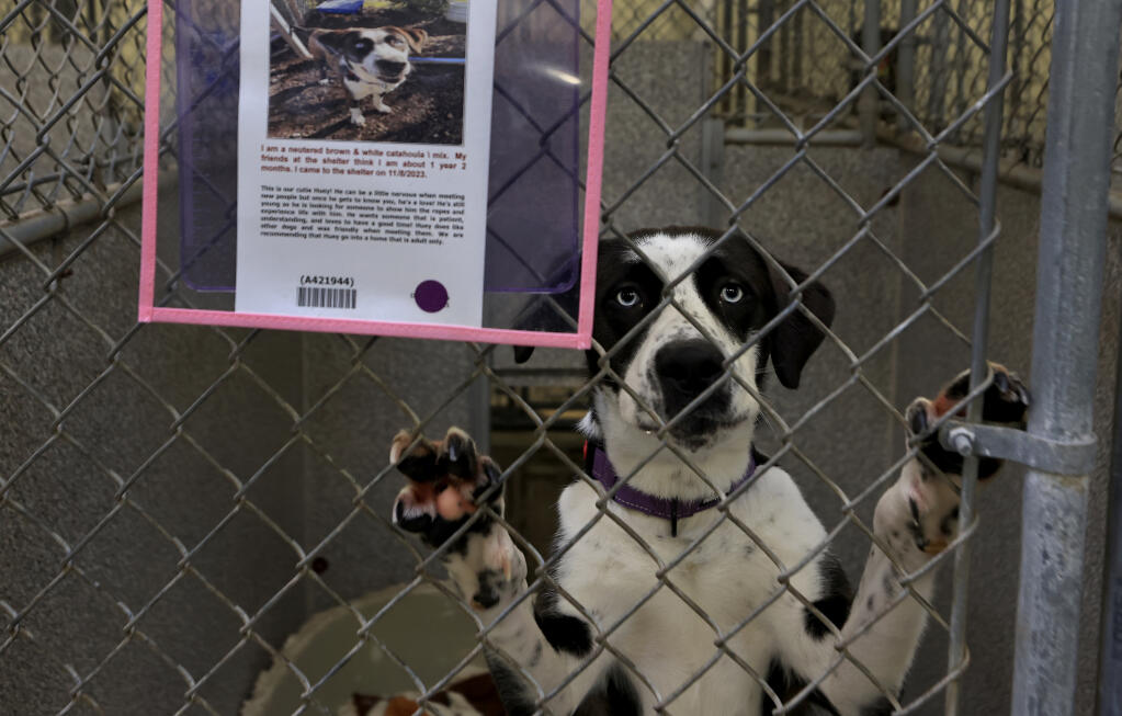 Huey, a catahoula mix, is one of dozens of dogs up for adoption at Sonoma County Animal Services in Santa Rosa, Thursday, Feb. 22, 2024. (Kent Porter / The Press Democrat)