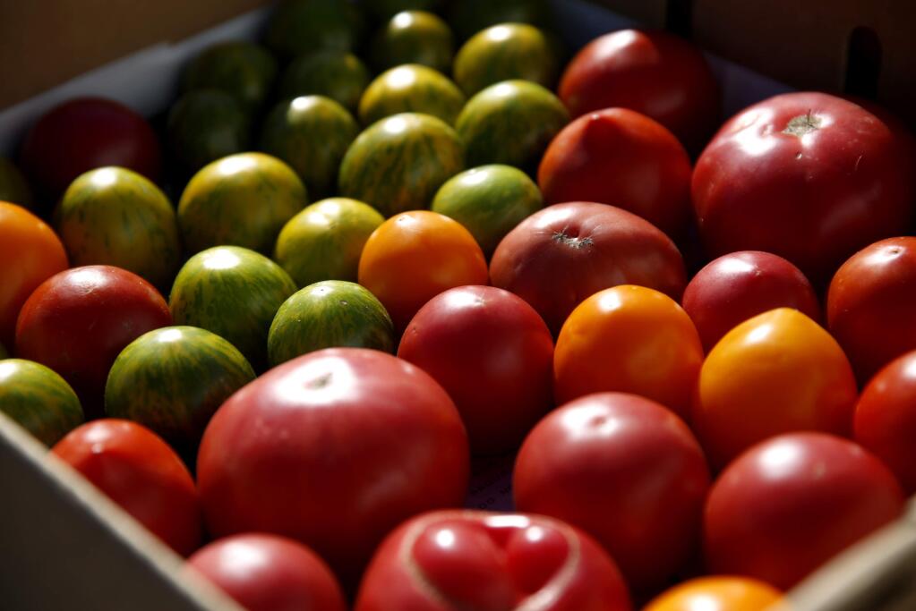 A variety of ripe tomatoes harvested at Middleton Farm in Healdsburg, on Thursday, September 22, 2016. (BETH SCHLANKER/ The Press Democrat)