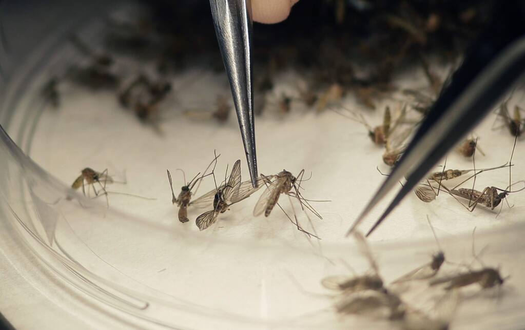 FILE-In this Feb. 11, 2016 file photo, Dallas County Mosquito Lab microbiologist Spencer Lockwood sorts mosquitos collected in a trap in Hutchins, Texas, that had been set up in Dallas County near the location of a confirmed Zika virus infection. U.S. health officials have begun enrolling volunteers for critical next-stage testing of an experimental vaccine to protect against Zika, the mosquito-borne virus that can cause devastating birth defects in pregnant women. (AP Photo/LM Otero, File)
