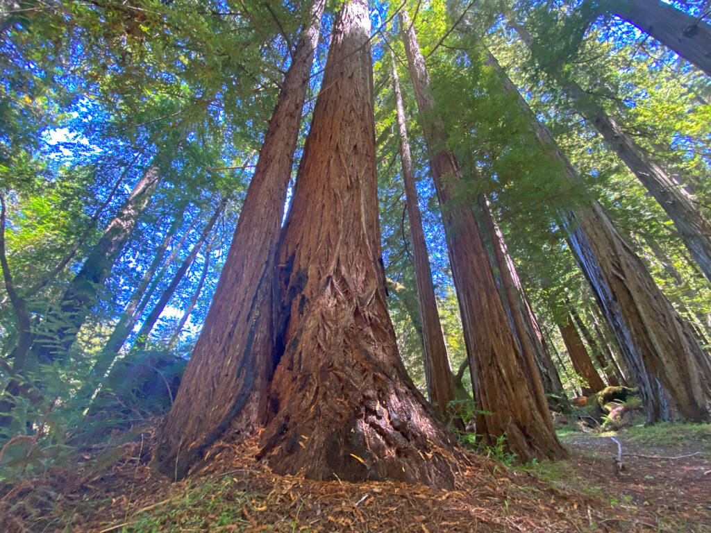 Redwoods in the Cathedral Grove on the Mailliard Ranch in southern Mendocino County. (MARCOS CASTINEIRAS / Save the Redwoods League)