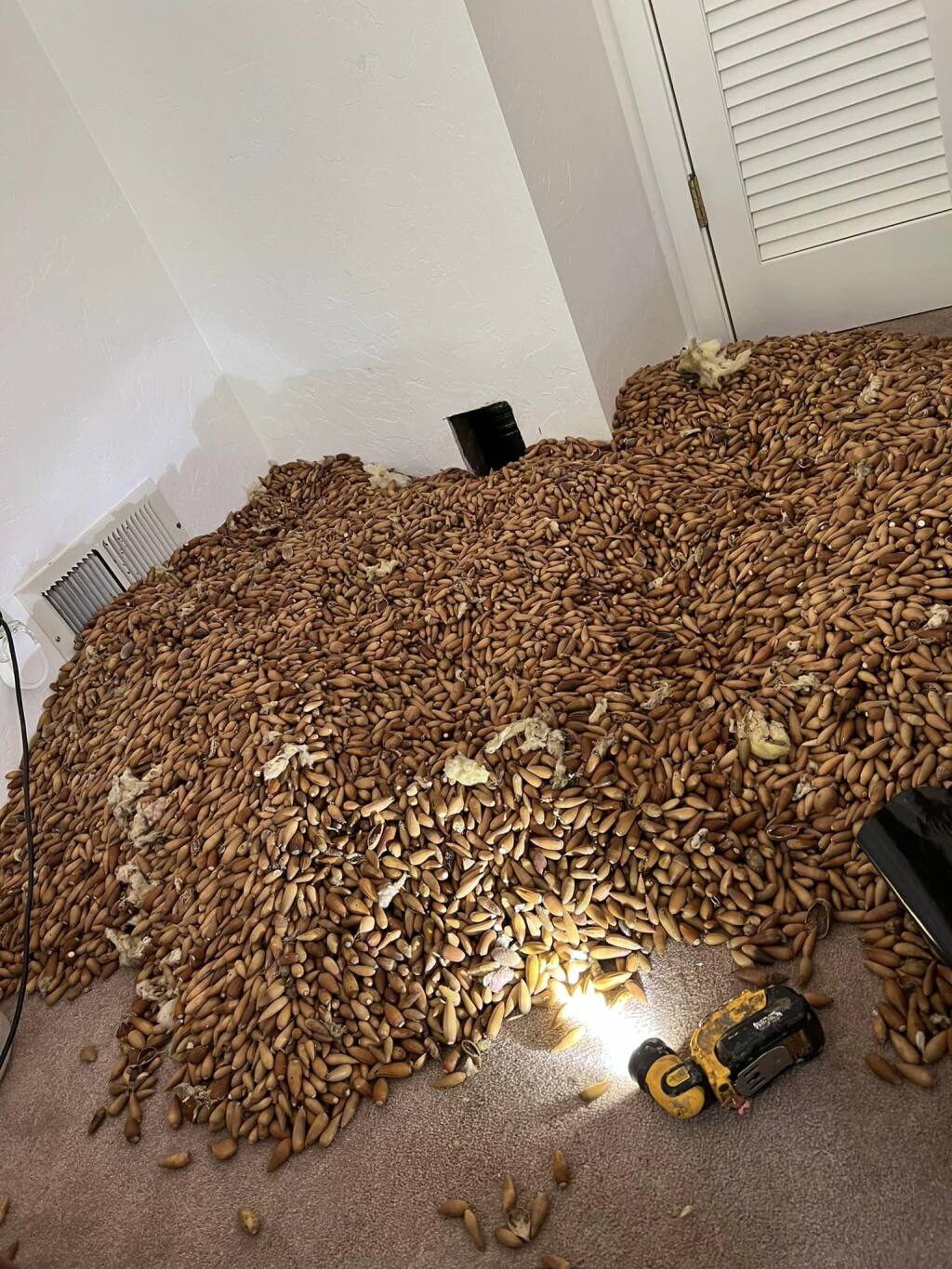 Over 700 pounds of acorns had been stacked 20 to 25 feet high in a Glen Ellen home’s chimney by a pair of woodpeckers. (Nick Castro)