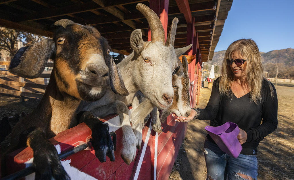 Reese Ranch Retreat owner Catherine Reese feeds her goats in Witter Springs, Lake County on Tuesday, Dec. 8, 2020. (John Burgess / The Press Democrat)