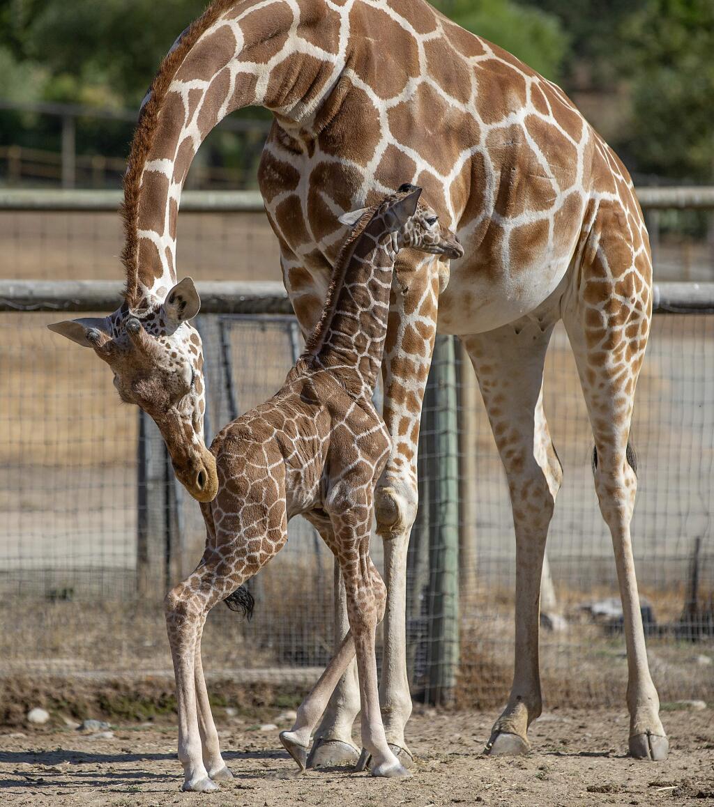 The 41st baby giraffe born at Safari West was born on Tuesday night without the help of their keepers. The 130 lbs., 6-foot-tall male reticulated giraffe is on the hoof and nursing from mom Malaika. (John Burgess/The Press Democrat)