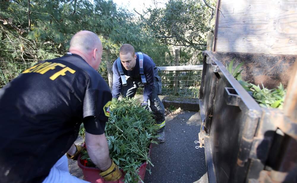 Sonoma County sheriff's narcotics detectives clear a house filled with marijuana plants in Fetters Hot Springs in 2013. (PD FILE, 2013)