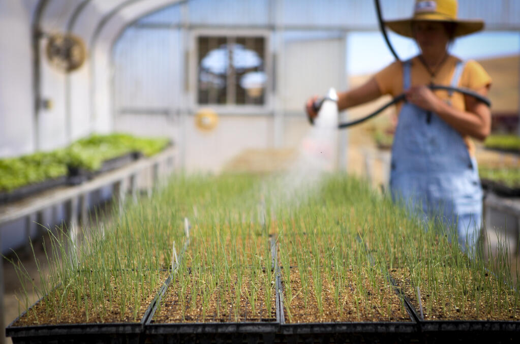 Sarah James waters starters in one of the greenhouses at Open Field Farm in rural Petaluma on Wednesday, June 2, 2021. Due to historic drought, the farm isn’t planting as many crops as it has in past years. (CRISSY PASCUAL/ARGUS-COURIER STAFF)