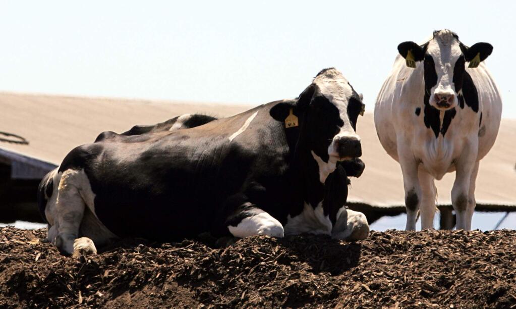 Holstein dairy cows in San Joaquin County. (AP Photo/ Rich Pedroncelli, File)