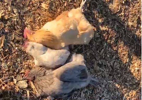 Three chickens lay dead this past weekend at a Penngrove farm after a mountain lion attack. (SCREENSHOT COURTESY OF PAMELA AJELLO)