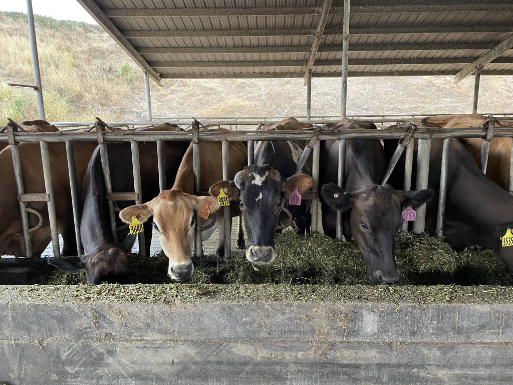 Straus Family Farms conducted a methane-reduction experiment on 24 cows. (Albert Straus photo)