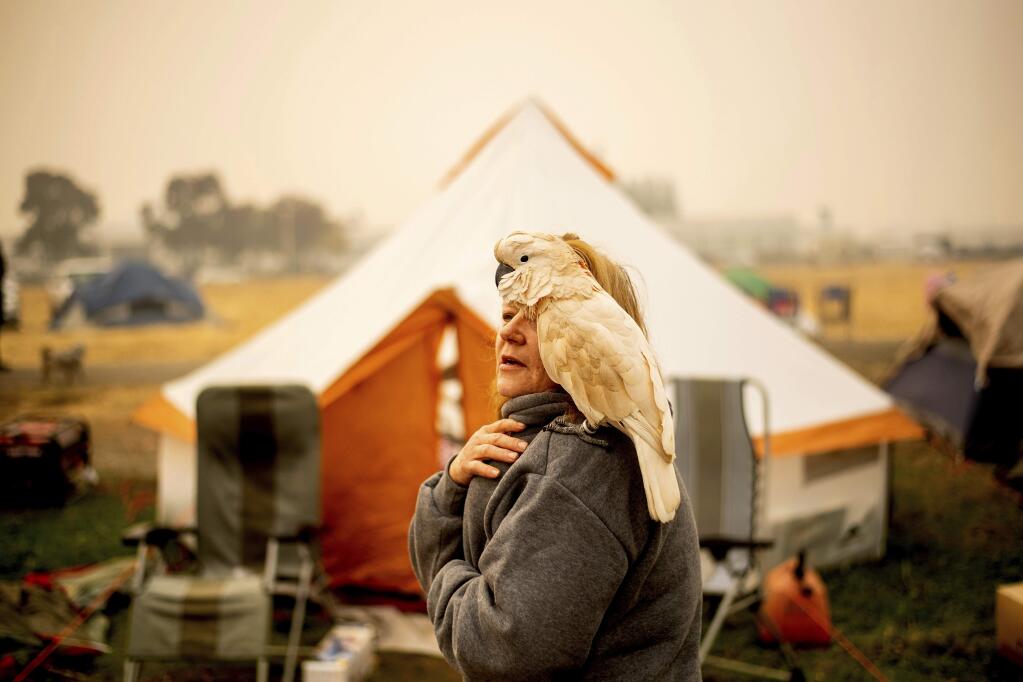 Suzanne Kaksonen, an evacuee of the Camp Fire, and her cockatoo Buddy camp at a makeshift shelter outside a Walmart store in Chico, Calif., on Wednesday, Nov. 14, 2018. Kaksonen lost her Paradise home in the blaze. (AP Photo/Noah Berger)