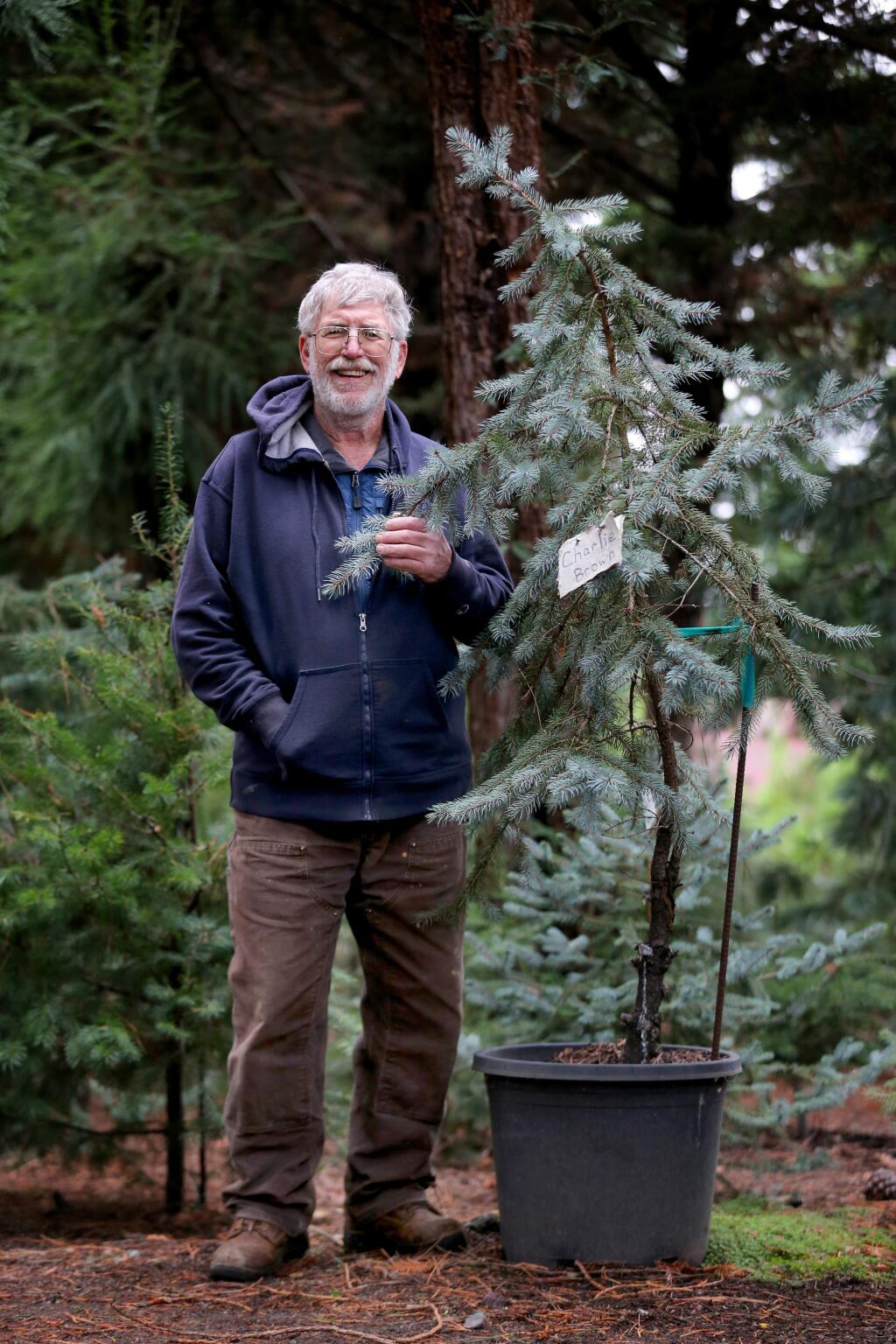 Terry Sthymmel stands with his 'Charlie Brown' inspired Christmas tree that he has been growing for 20 years. Photo taken at his home on Palm Avenue in Penngrove on Tuesday, Dec. 10, 2019. (BETH SCHLANKER/ The Press Democrat)