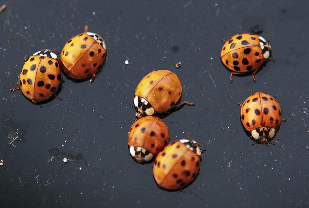 This Oct. 21, 2009, file photo shows ladybugs on a vehicle in Chatham, Ill. A huge blob that appeared on the National Weather Service's radar wasn't a rain cloud, but a massive swarm of ladybugs over Southern California. Meteorologist Joe Dandrea says the array of bugs appeared to be about 80 miles (129 kilometers) wide as it flew over San Diego Tuesday, June 4, 2019. (AP Photo/Seth Perlman, File)