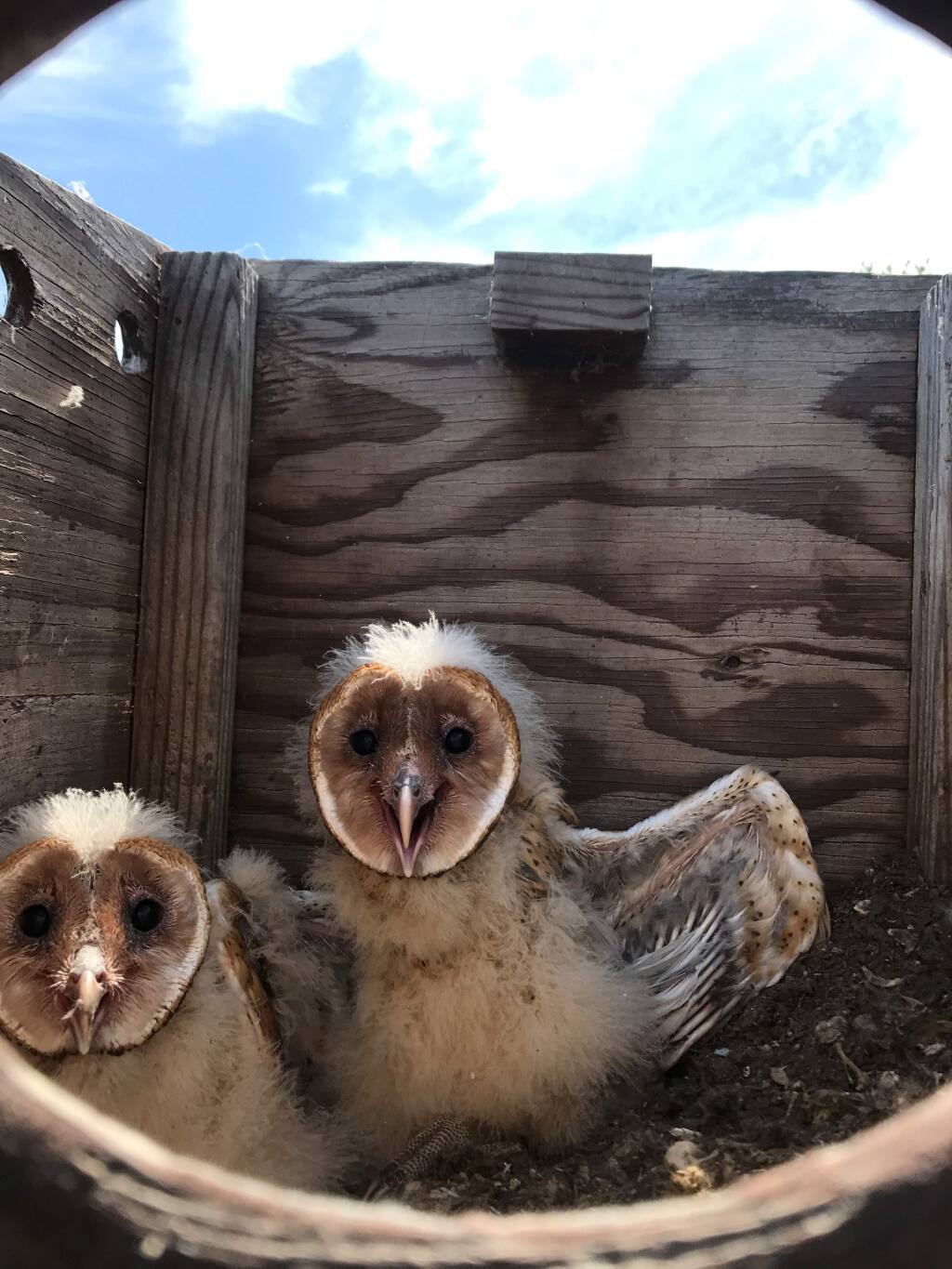 Baby barn owls, found in an unmaintained shelter box, that had fallen off the roof of a barn and was baking in the open sun. (Sonoma County Wildlife Rescue).