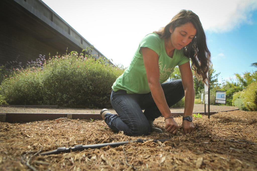 Liz Platte-Bermeo, senior programs coordinator for the non-profit, Daily Acts, checks for leaks in the drip irrigation line at the library garden. The drought tolerant garden was planted by Daily Acts to encourage water conservation._ Tuesday, July 06, 2021, Petaluma, CA, USA._(CRISSY PASCUAL/ARGUS-COURIER STAFF)