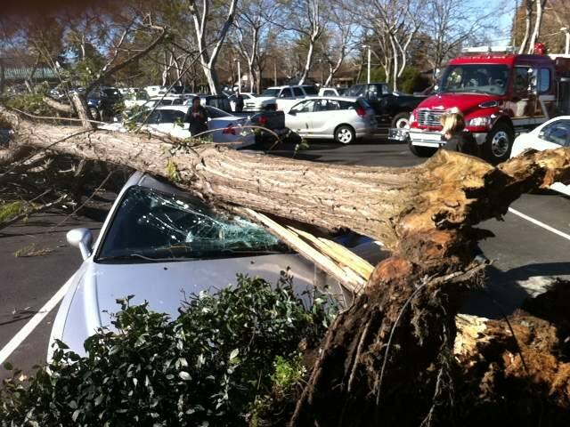 Powerful winds toppled a tree onto a car in a shopping center parking lot on East Cotati Avenue in Cotati on Tuesday, Dec. 30, 2014. (Kent Porter / PD)