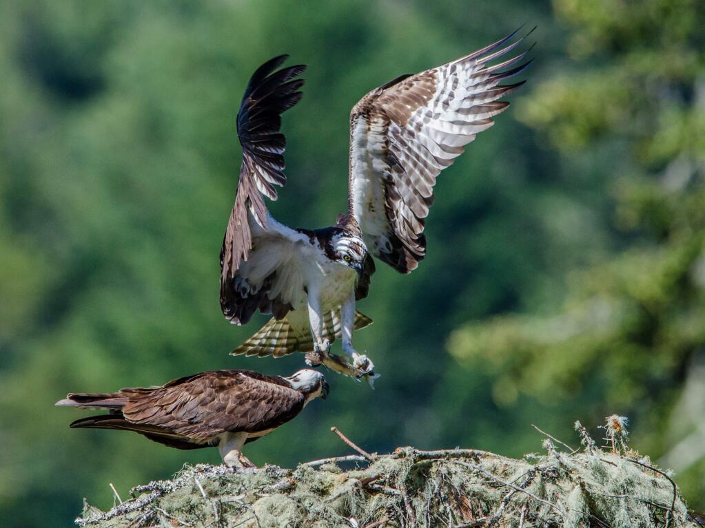 An osprey brings a fresh catch to the family nest. Photo by Paul Brewer