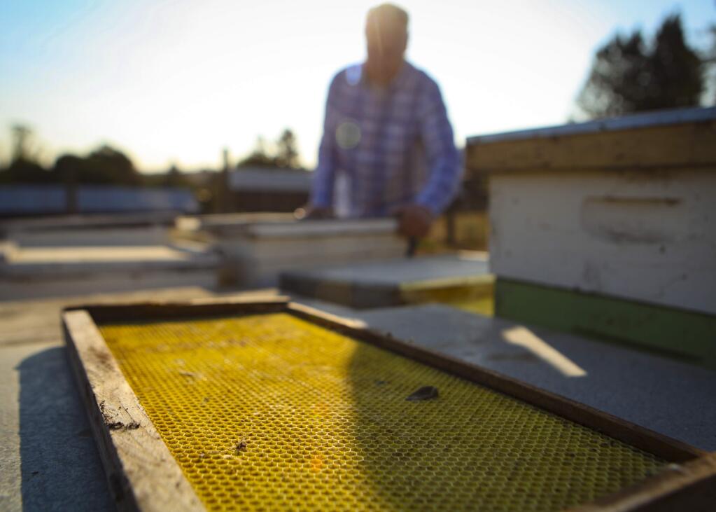 Petaluma, CA, USA. Friday, October 11, 2019._Richard Wallenstein checks bee hives at the Lavender Bee Farm in Petaluma, CA.(CRISSY PASCUAL/ARGUS-COURIER STAFF)