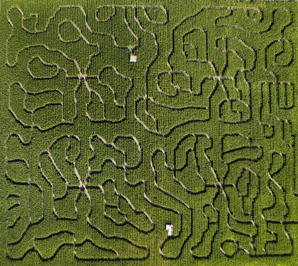 Petaluma Corn Maze (CHAD SURMICK/ PD)