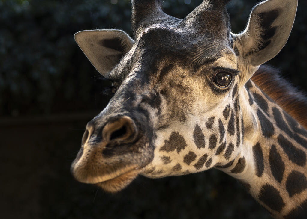This Oct. 25, 2019 photo provided by the Los Angeles Zoo shows Hasina a Masai giraffe at The Los Angeles Zoo. Hasina has died at the Los Angeles Zoo after undergoing a procedure to deliver her stillborn calf. The zoo says Hasina, a 12-year-old Masai giraffe, died unexpectedly Monday, March 1, 2021, after a team of 30 zoo staffers removed the full-term stillborn calf in a five-hour procedure that morning. (Jamie Pham/The Los Angeles Zoo via AP)