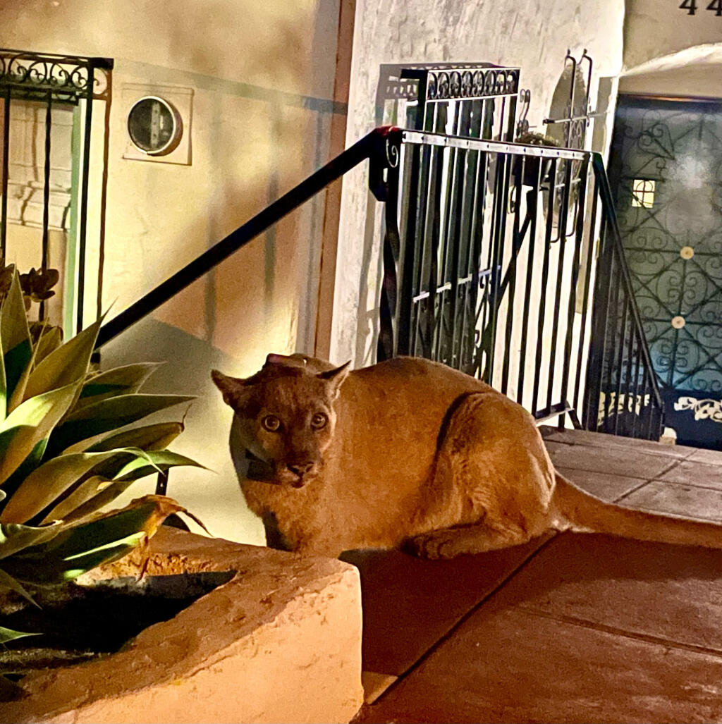 Cylin Busby and Damon Ross spotted a mountain lion, which they believe to be P-22, outside of their Los Feliz home, in Los Angeles. Wildlife officials have said they plan to capture the mountain lion P-22 after concerns arose over possible “signs of distress”. (Damon Ross/TNS)