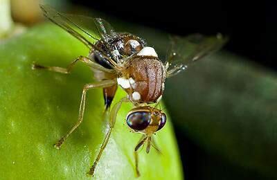 A female olive fruit fly lays its eggs in what could have been a tasty niblet for olive lovers.