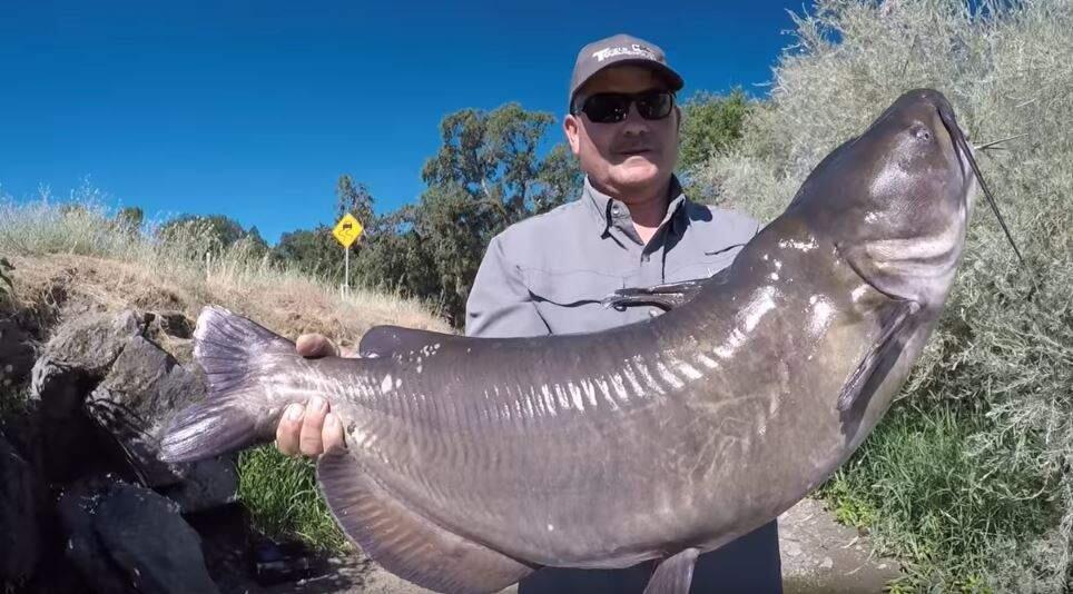 Fisherman Sean Moffett caught a 30-pound, 89-centimeter catfish Sunday in Clear Lake. He is hoping to beat the previous International Game Fish Association record of 80 centimeters. (Tactical Bassin)