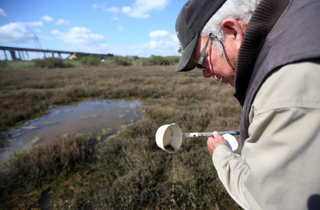 Nick Picinich, rodent control specialist with Marin/Sonoma Mosquito & Vector Control District, looks for salt marsh mosquito larvae in the wetlands near the Petaluma River, south of the Sheraton Sonoma County hotel, in Petaluma on Monday, March 2, 2015. (Christopher Chung/ The Press Democrat)