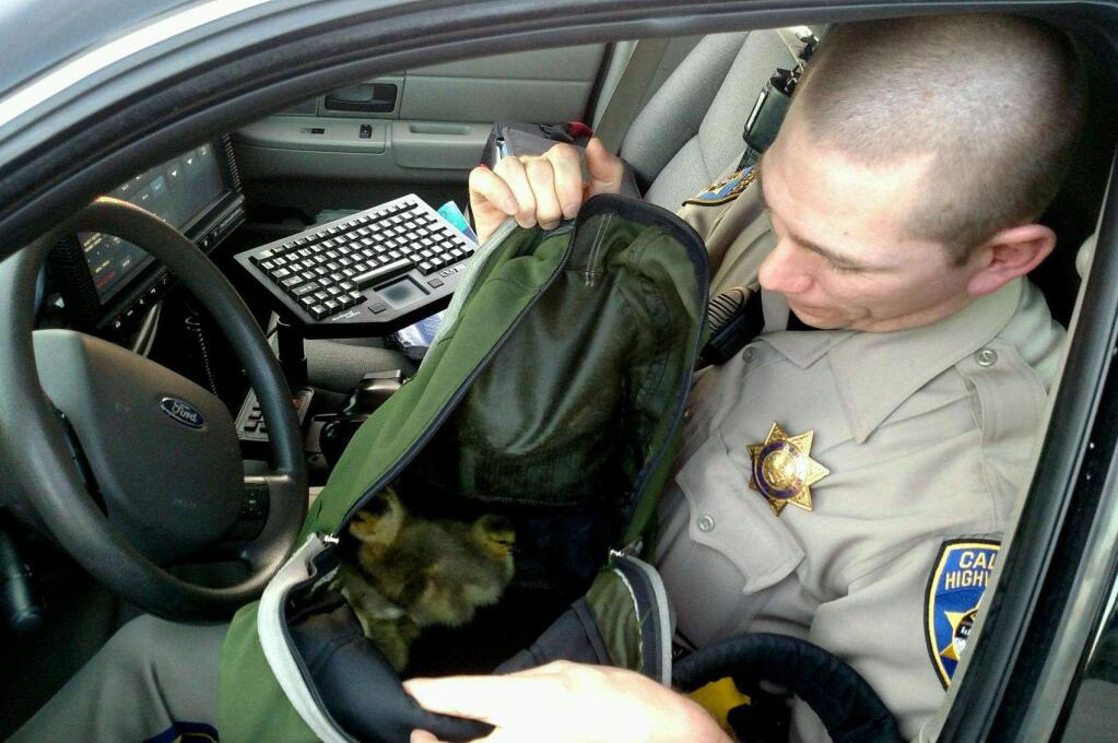 California Highway Patrol Officer Josh Phillips with the baby geese he rescued from the side of Highway 101 near River Road on Saturday, April 16, 2016. (COURTESY OF JON SLOAT/ CHP)