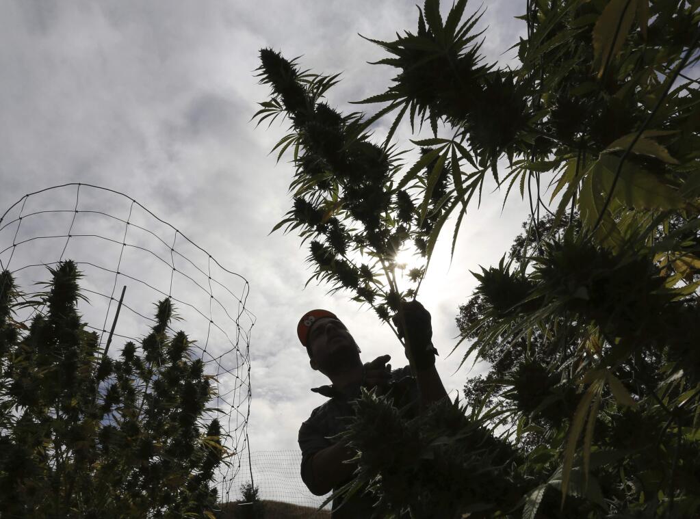 FILE - In this Oct. 12, 2016 file photo, Aaron Gonzalez removes a branch from a marijuana plant on grower Laura Costa's farm near Garberville, Calif. Marijuana is a crop just like beans and broccoli but while it was in the ground all the pot that was harvested this year didn't get the same level of scrutiny as traditional fruits and veggies. So how can the state ensure it's safe from the pesticides, molds and heavy metals other agricultural products are checked for? (AP Photo/Rich Pedroncelli, File)