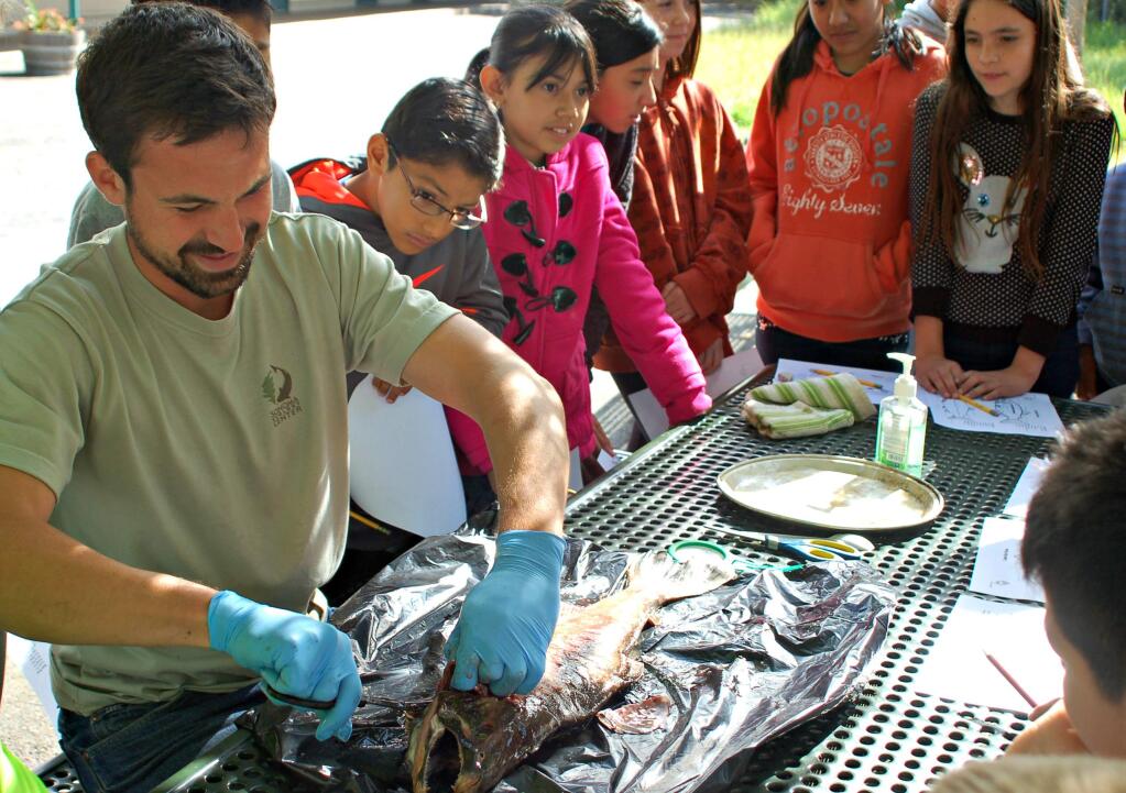 Lorna Sheridan/Index-TribuneFlowery School fifth graders watched Tony Passantino dissect a salmon as part of a classroom unit on the watershed, brought to the schools by the Ecology Center.
