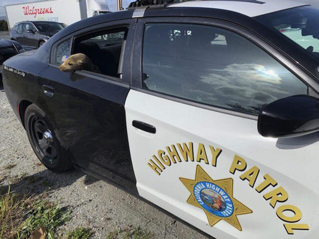 This photo provided by the California Highway Patrol shows a baby seal lion sitting in the back of a patrol car after being rescued along Highway 101 in South San Francisco, Calif., Tuesday, April 30, 2019. The baby sea lion wandered onto a busy highway in South San Francisco Tuesday, stopping vehicles and alarming motorists before officials whisked it away. (California Highway Patrol via AP)