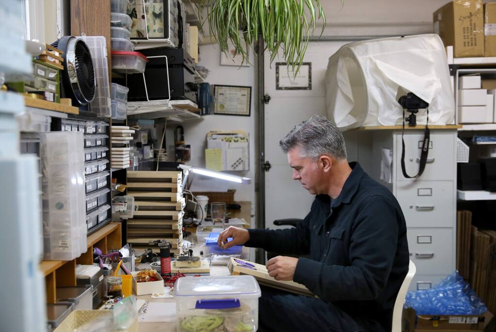 Kevin Clarke, entomologist, artist, and owner of Bug Under Glass, spreads and pins butterflies in his home workshop in Petaluma, California on Wednesday, April 3, 2019. (BETH SCHLANKER/The Press Democrat)