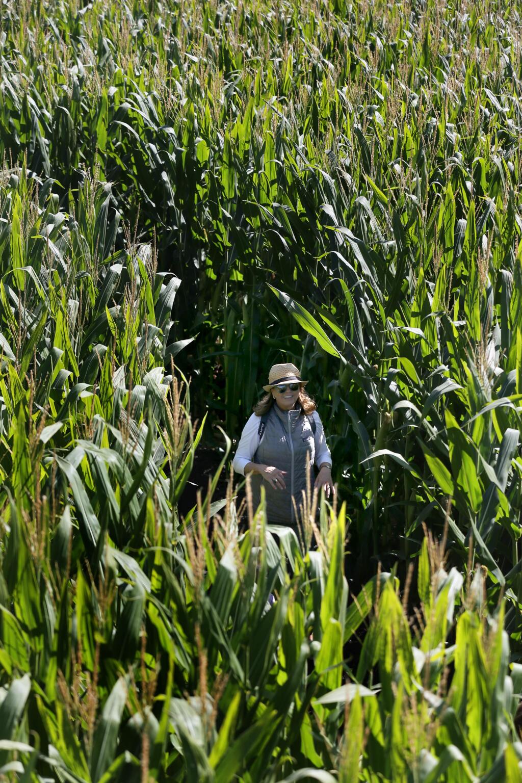 Rosemary Silverman walks through the corn maze at the Petaluma Pumpkin Patch and Amazing Corn Maze in Petaluma, California on Thursday, October 3, 2019. (BETH SCHLANKER/The Press Democrat)